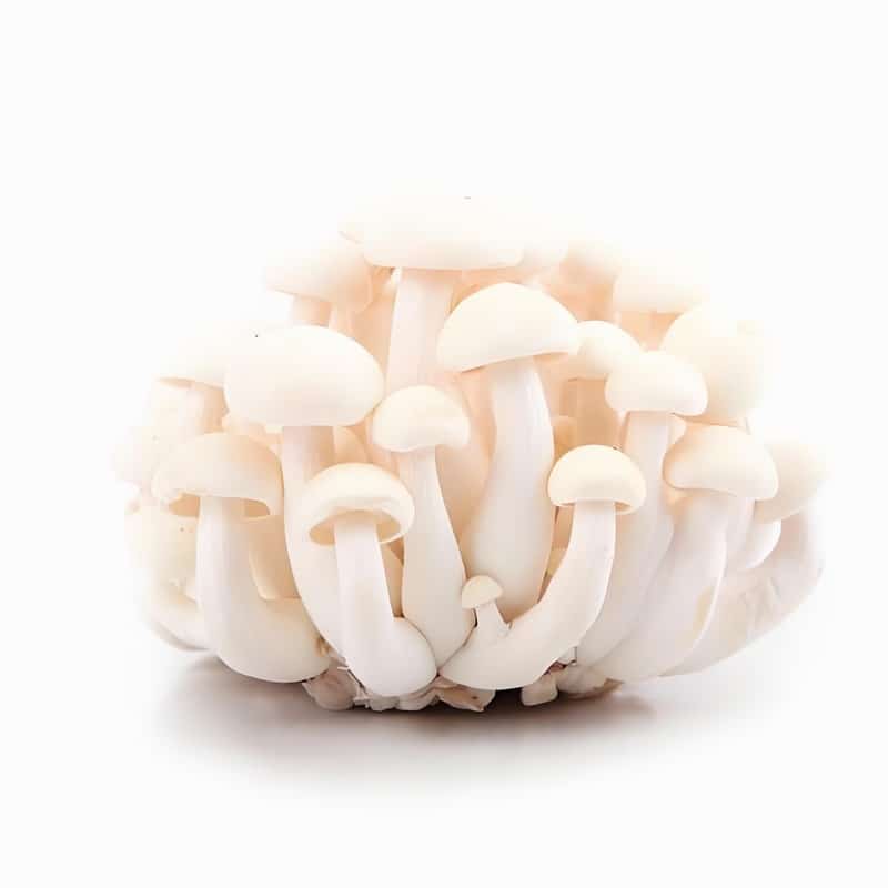 春季如何防止貯藥品霉變？早春